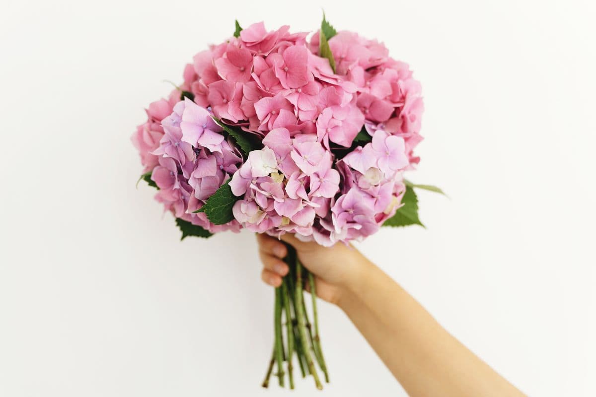 A hand holding a bouquet of pink and lavender hydrangeas against a plain white background—perfect for celebrating Mother’s Day with simple beauty.